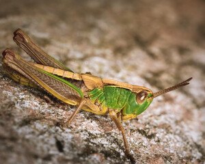 grasshopper on the rock