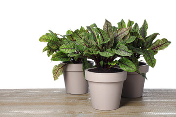 Sorrel plants in pots on wooden table against white background