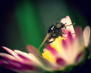 fly on flower