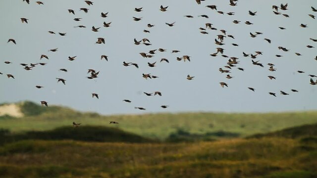 Large Flock Of Wild Migratory Birds On Flight With Blurry Nature Background, starling murmuration in Dutch Wadden Island Texel. Slow Motion