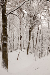 winter park with trees without foliage