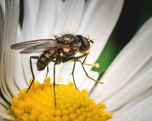 fly on yellow flower