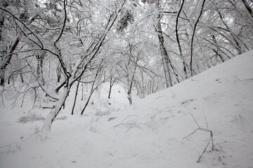 winter park with trees without foliage