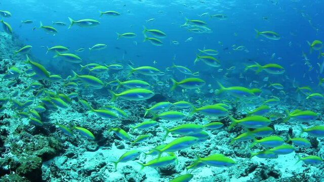 Shoal of snappers in wonderful seabed of the Andaman Sea Islands. Underwater life on colorful coral reefs in transparent clear water on blue background. Scuba diving and snorkeling in undersea Ocean.