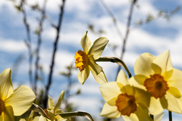 Naklejka na ściany i meble yellow flowers of daffodils during flowering