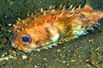 Fototapeta na wymiar Porcupinefish, Rounded Porcupinefish, Cyclichthys orbicularis, Lembeh, North Sulawesi, Indonesia, Asia