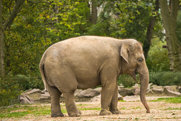 Fototapeta premium Elephas maximus - Asiatischer Elefant im Zoo 