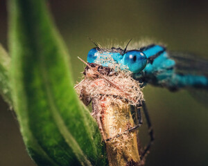 close up of a dragonfly