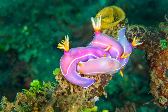 Sea Slug, Bullock's Hypselodoris, Hypselodoris bullocki, Dorid Nudibranch, Bunaken National Marine Park, Bunaken, North Sulawesi, Indonesia, Asia