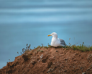 seagull on the beach