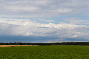 agricultural field with growing plants for harvesting food