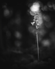 flower in the forest