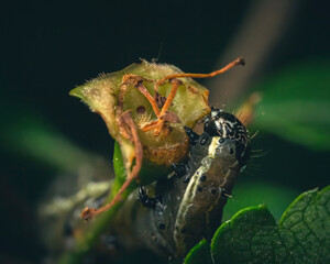 worm on a leaf