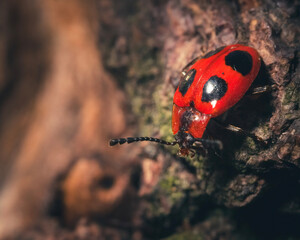 ladybird on a leaf
