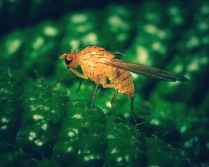 fly on leaf