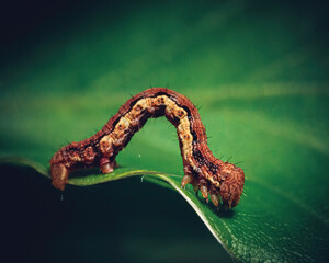 caterpillar on a leaf