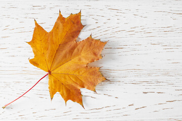 Obraz premium Maple leaf on rustic wooden table banner. Flat lay, top view, copy space. Autumn concept.