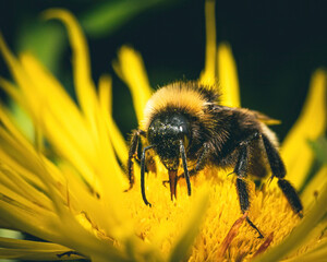 bee on yellow flower