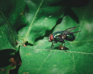 fly on leaf