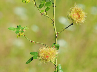 The rose bedeguar gall on dog rose plant, caused by the gall wasp, Diplolepis rosae
