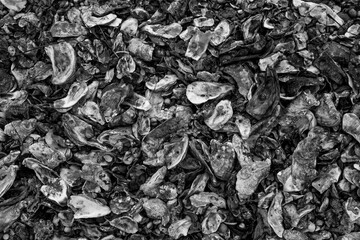 oysters shells in black and white