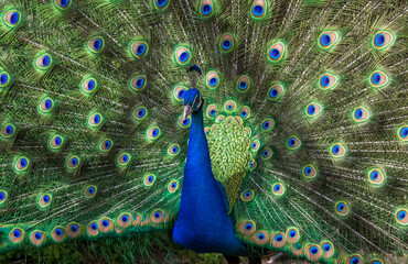 Obraz premium peacock with feathers out