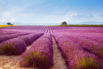 Beautiful blooming purple lavender fields near Valensole in Provence, France. Typical traditonal provencal landscape on sunset with blossoming flowers