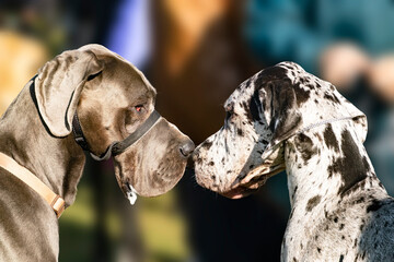 Two beautiful big Great Danes look into each other's eyes, close-up portrait