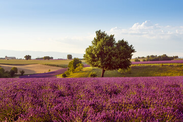 Obraz na płótnie Canvas Beautiful blooming purple lavender fields near Valensole in Provence, France. Typical traditonal provencal landscape on sunset with blossoming flowers. Warm light