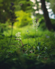 flowers in the forest