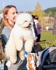 Bichon frise dog in the arms of a happy woman