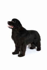standing newfoundland dog isolated on white background 
