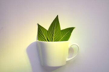 white cup with three leaves