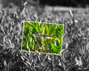 dragonfly on the grass