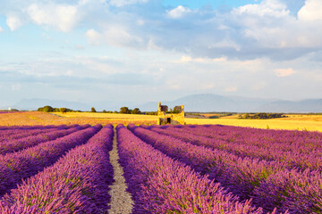 Naklejka na ściany i meble Beautiful blooming purple lavender fields near Valensole in Provence, France. Typical traditonal provencal landscape on sunset with blossoming flowers. Warm light