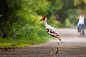 painted stork or mycteria leucocephala in middle of forest or jungle track with natural green and tourist in background at keoladeo national park or bharatpur bird sanctuary rajasthan india