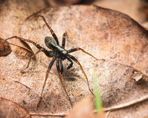 spider on a leaf