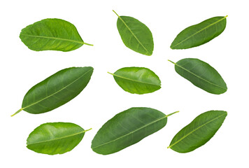 Green lime leaves collection isolated