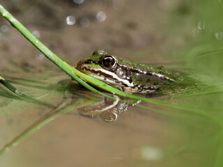 Close-up of a pool frog (Rana lessonae) in the water of a puddle in the forest, Germany