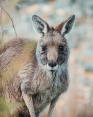 Cute kangaroo in the wild staring into the lens