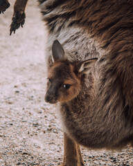 Baby Kangarroo In pouch