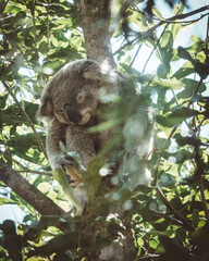 koala in tree © Dima