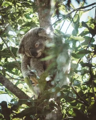 Keuken spatwand met foto koala in tree © Dima
