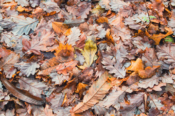 fallen leaves from trees in a forest