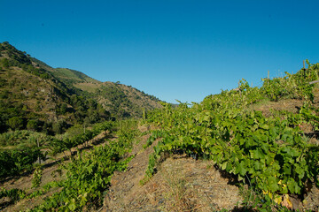 Paisaje de viñedos en la comarca del Priorat, provincia de Tarragona, Catalunya.