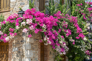 Fototapeta na wymiar Rote Blumen in der Burgstadt von Mystras, Sparta, Peloponnes, Greichenland