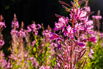 Fireweed Flowers are blooming in the carpathian forest	