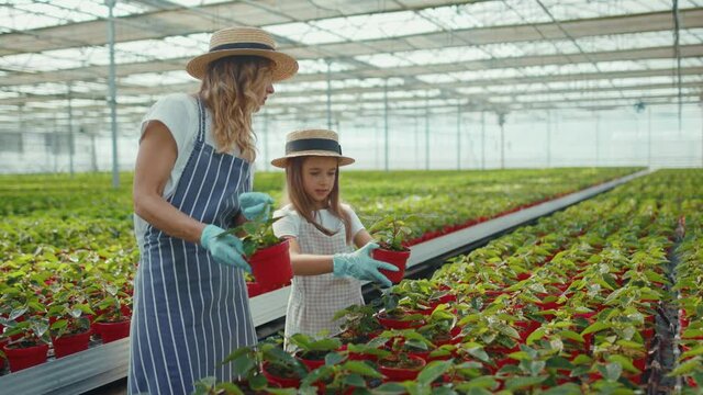 Happy young girl is helping her mom plant flowers in greenhouse in summer green family together girl female kid child house mom nature outdoors childhood slow motion