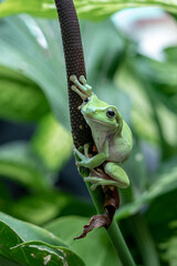 green tree frog on leaf