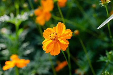 Spring flowers. Flower bed. Orange chamomile.